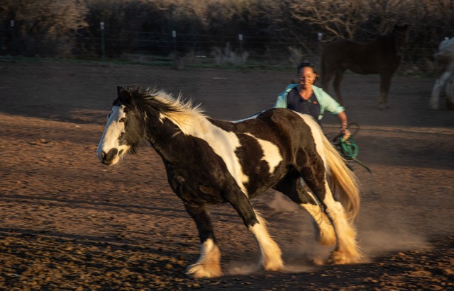 Horses at sunset